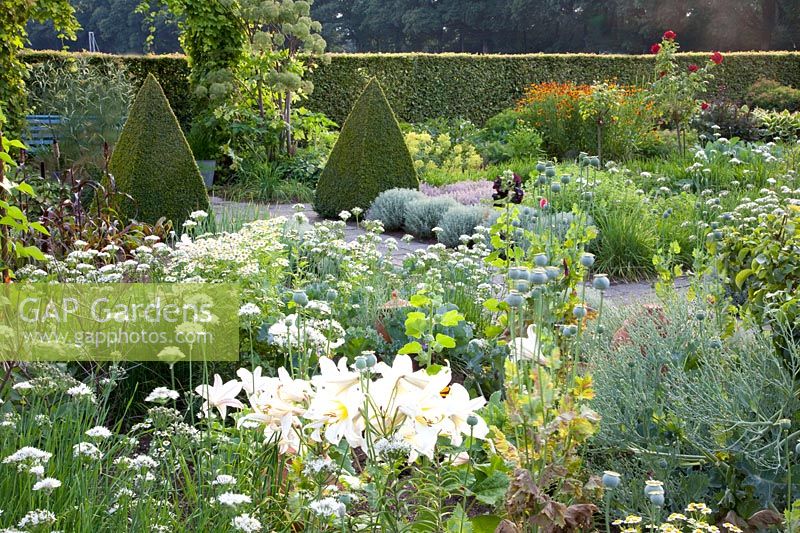Cottage garden with vegetables and herbs, Allium tuberosum, Buxus, Helichrysum italicum, Lilium regale 