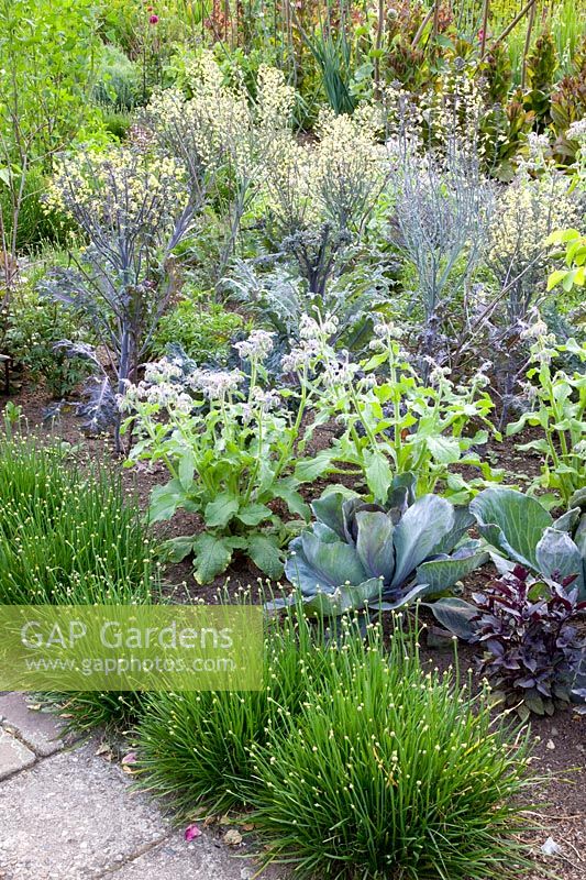 Cottage garden with cabbage and borage, Brassica oleracea, Borago officinalis, Allium senescens 