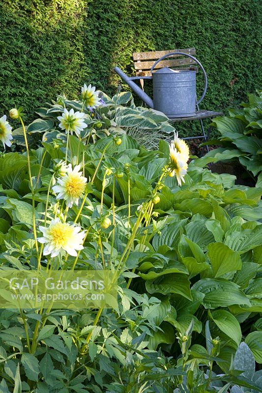 Still life with watering can, hosta, Dahlia Paso Doble 