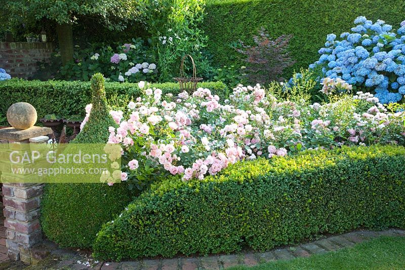 Ground cover rose, Rosa Sommerwind, Hydrangea macrophylla Endless Summer 