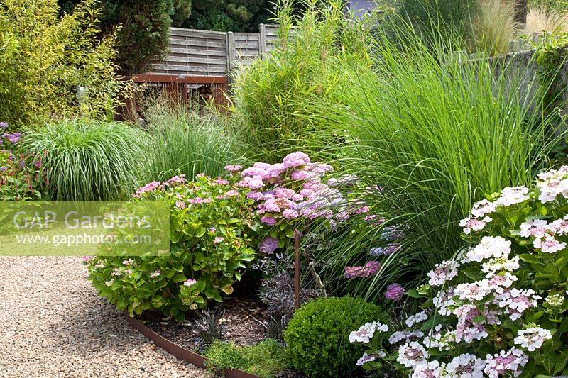 Bed with grasses and hydrangeas, Hydrangea macrophylla 