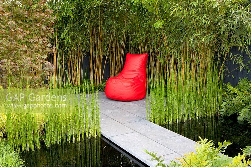 Modern water garden with bamboo and horsetail, Equisetum hyemale Robustum 