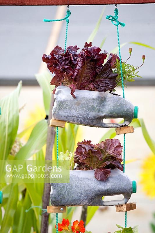 Recycled plastic bottles planted with lettuce, Lactuca sativa 