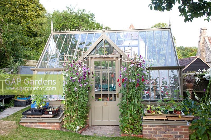 Greenhouse with sweet peas, Lathyrus odoratus New Horizons 