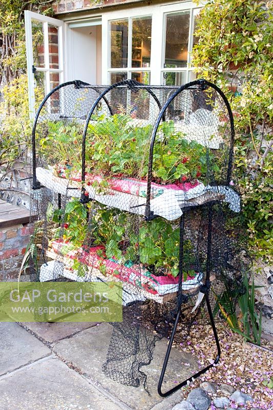 Rack with strawberries in plant bags, Fragaria 
