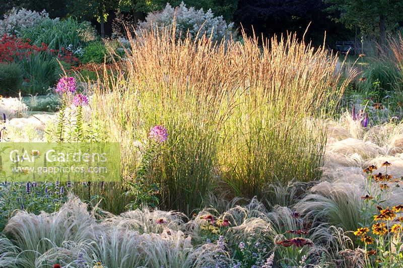 Reed grass and feather grass, Nasella tenuissima, Calamagrostis acutiflora Karl Foerster 