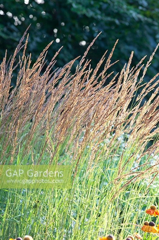 Reedgrass, Calamagrostis acutiflora Karl Foerster 