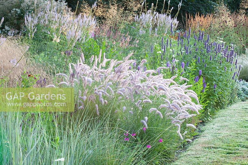 Bed with perennials and grasses, Pennisetum orientale Karley Rose, Agastache rugosa Black Adder, Veronicastrum virginicum Lavender Tower 
