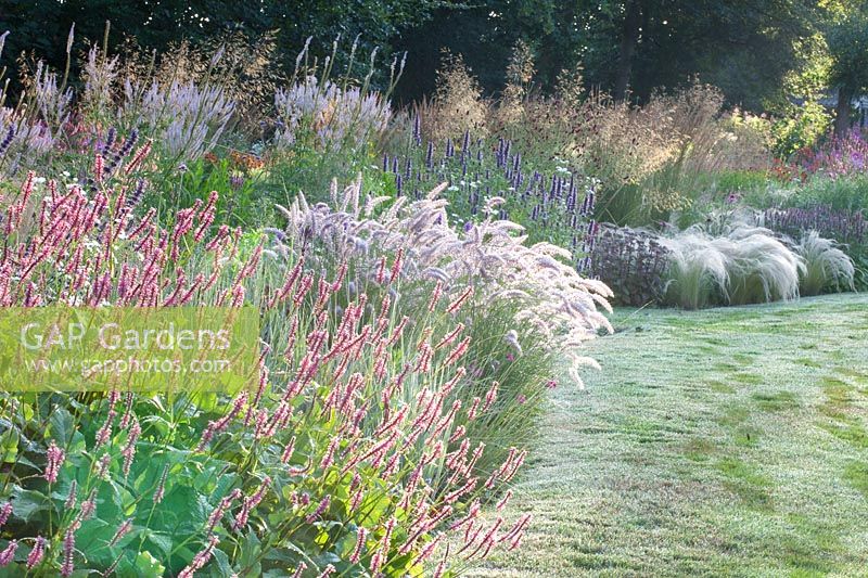 Bed with perennials and grasses, Pennisetum orientale Karley Rose, Agastache rugosa Black Adder, Persicaria amplexicaulis Firetail, Nasella tenuissima 
