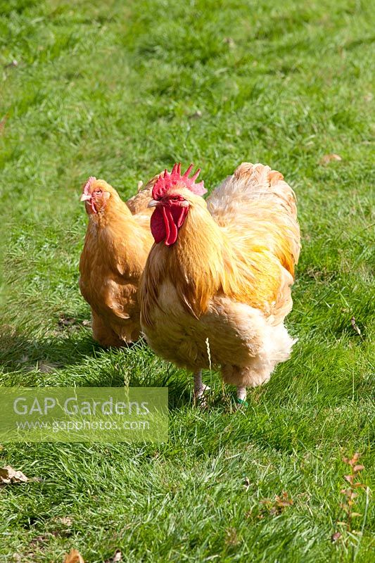 Orpington rooster and hen, English chicken breed 