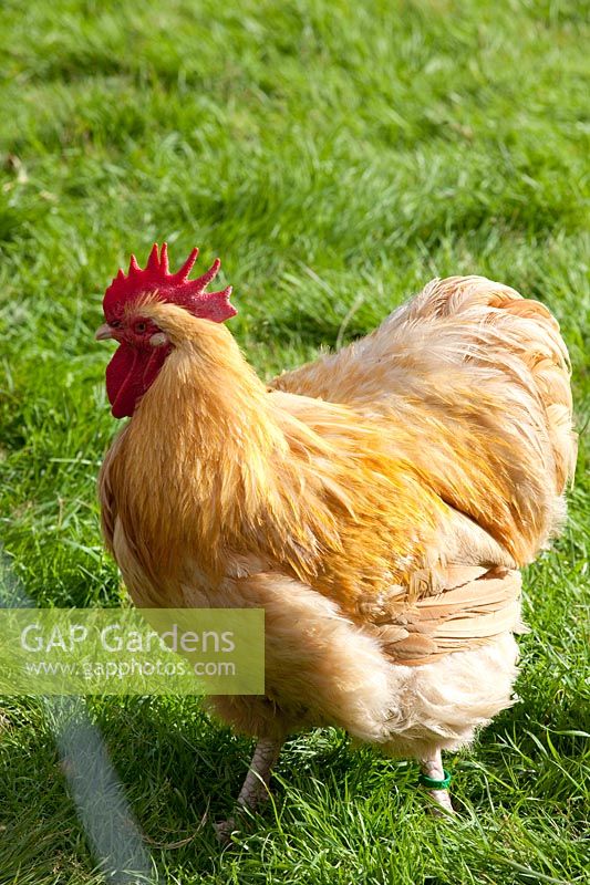 Orpington rooster, English chicken breed 