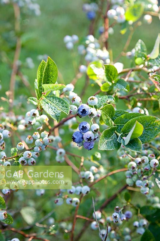 Portrait Blueberries, Vaccinium myrtillus 