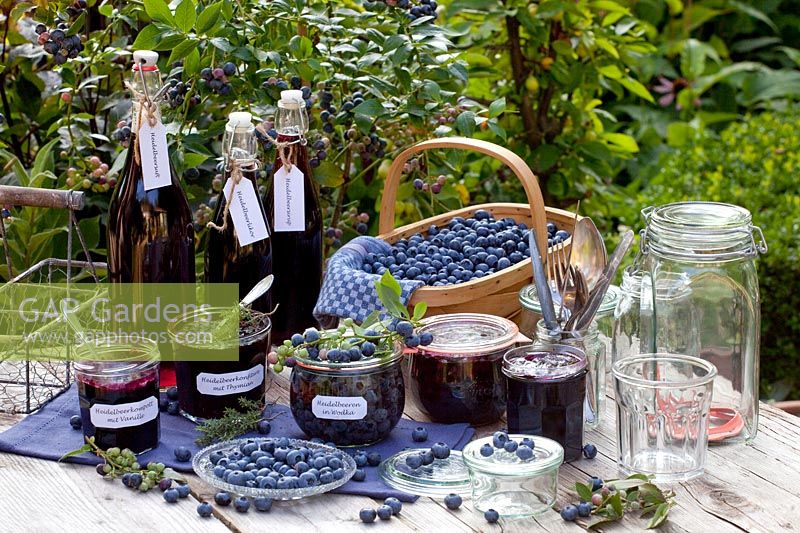 Stillife Preserving blueberries, blueberry compote with vanilla, blueberry jam with thyme, blueberries in vodka, blueberry juice, blueberry syrup, blueberry liqueur, Vaccinium corymbosum Legacy 