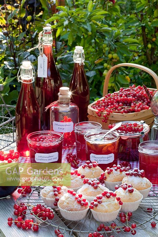 Stillife Preserving of currants, currant juice, currant jam with sparkling wine, currant jelly with apricots, currant vinegar, currant muffin, Ribes rubrum 