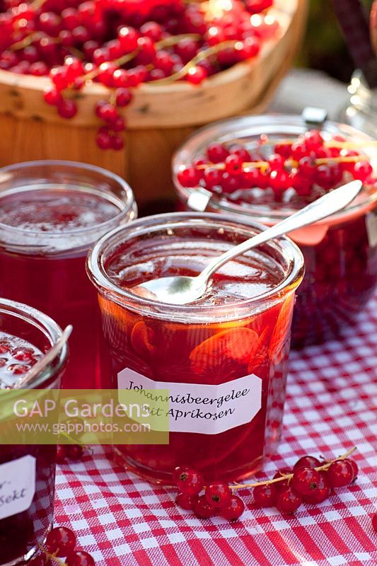 Redcurrant jelly with apricots, Ribes rubrum 