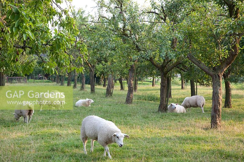 Pasture with Swifter sheep under plum trees, Prunus domestica 