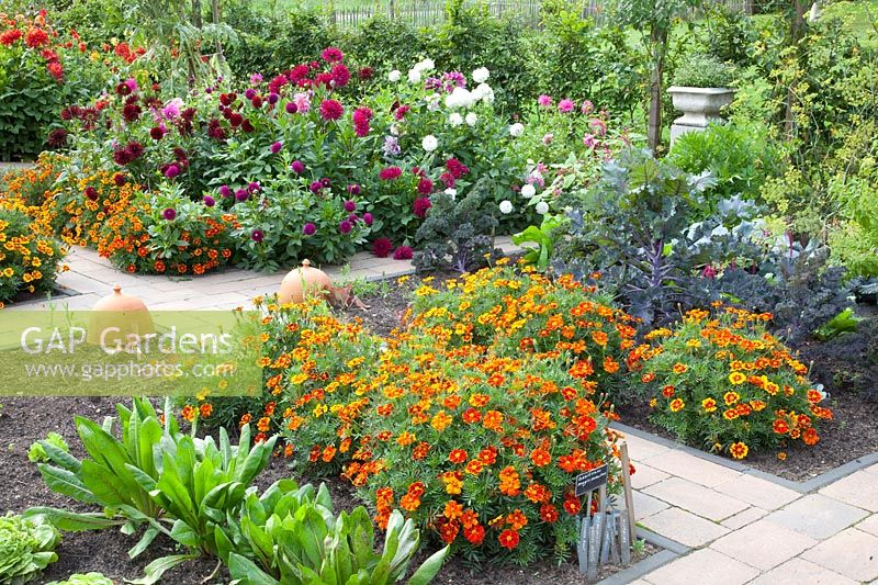 Vegetable garden, Dahlia, Tagetes patula Favorite Red, Cichorium, Brassica oleracea Redbor 