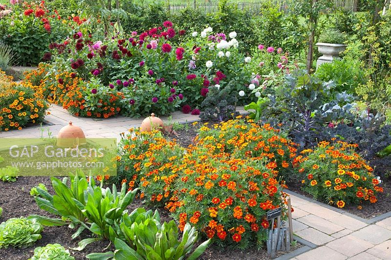 Vegetable garden, Dahlia, Tagetes patula Favorite Red, Cichorium, Brassica oleracea, Lactuca sativa 