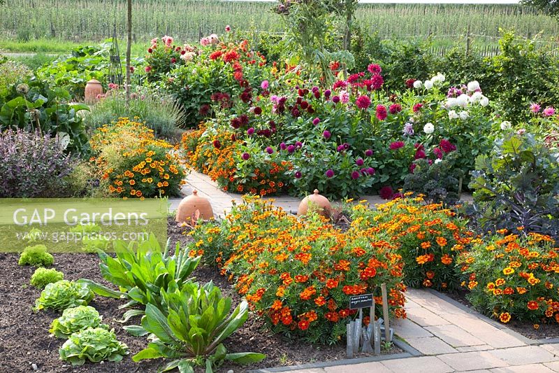 Kitchen garden, Dahlia, Tagetes patula Favorite Red, Cichorium, Lactuca sativa 