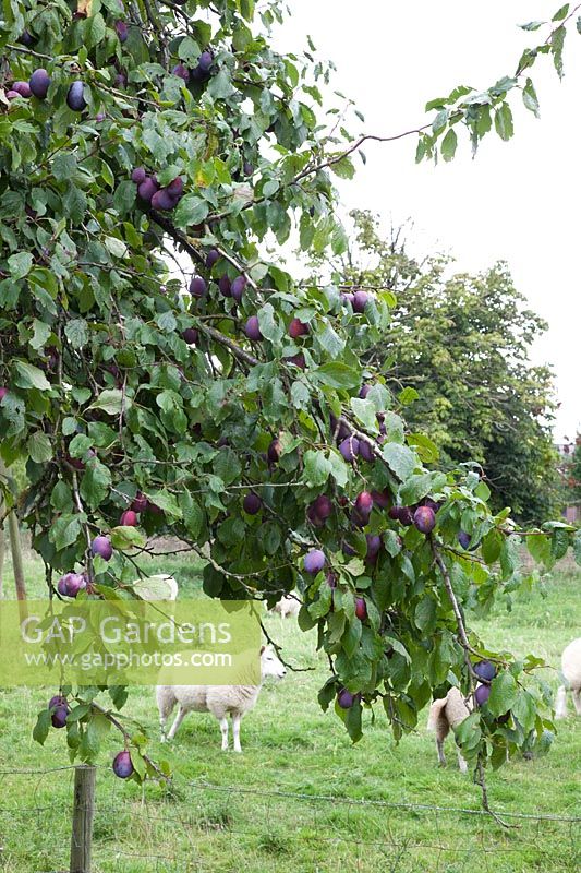 Plum, Prunus domestica Belle de Louvain 