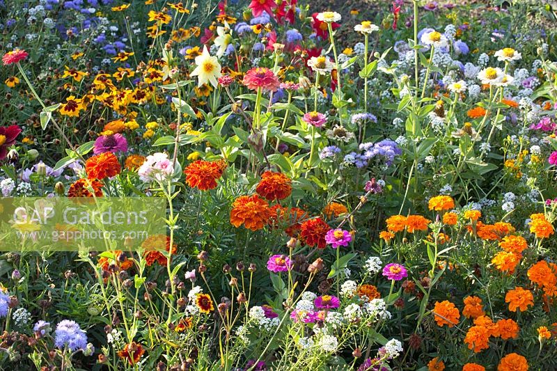Bed with annuals, Tagetes patula, Zinnia, Ageratum, Alyssum, Coreopsis 