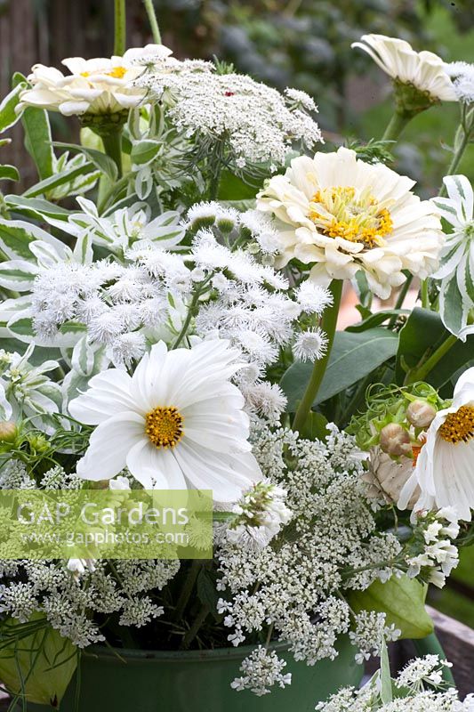 Bouquet with annuals, Cosmos bipinnatus Tetra Versailles White, Ageratum houstonianum Dondo White, Zinnia Benary White, Euphorbia marginata, Daucus carota 