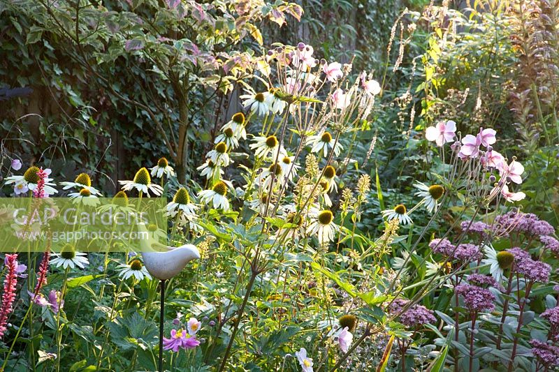 Autumnal bed, Sedum Matrona, Echinacea purpurea Alba, Anemone japonica Serenade 