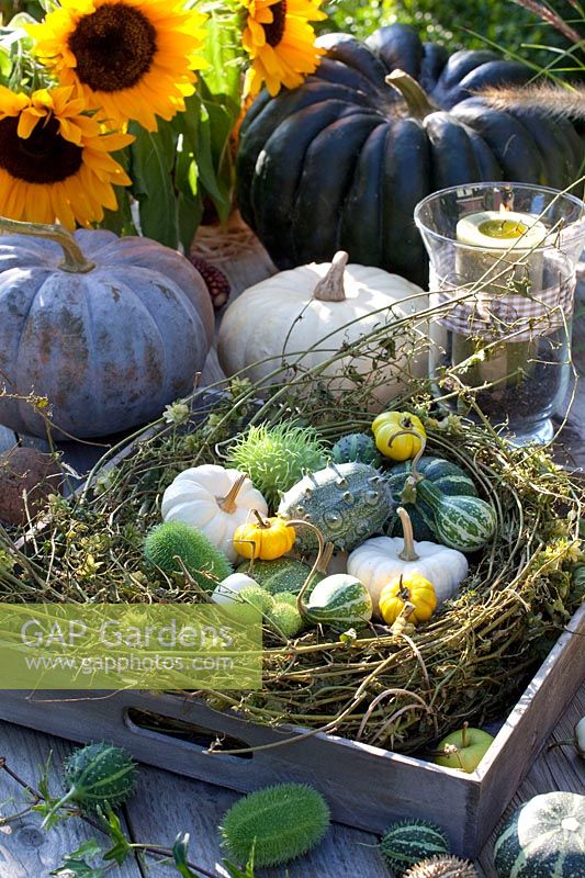 Hop wreath in a tray with ornamental fruits and pumpkin 
