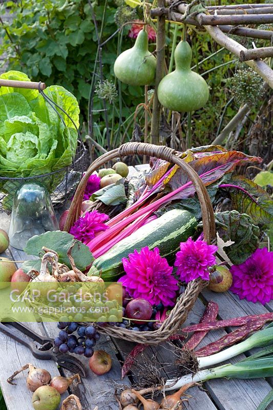 Swiss chard and zucchini in the harvest basket, Beta vulgaris Bright Lights, Cucurbita pepo Striato d'Italia 