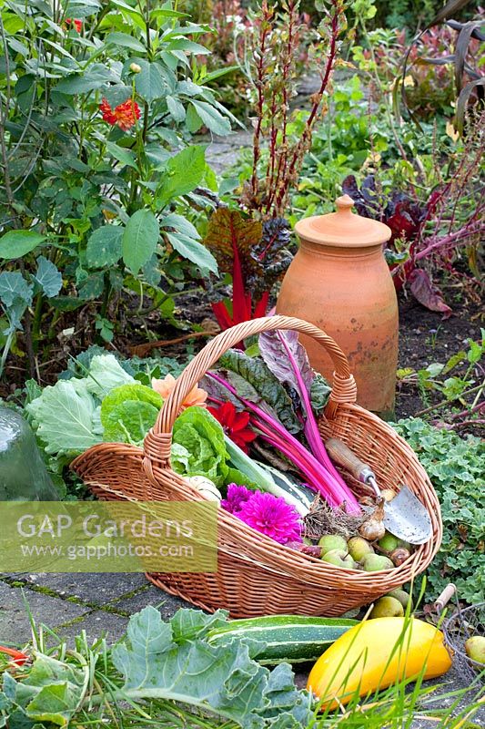 Vegetables in the harvest basket 