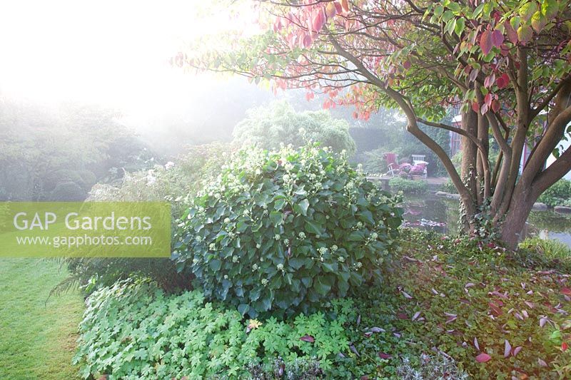 Autumn garden in the mist, Pagodem dogwood, Cornus controversa 