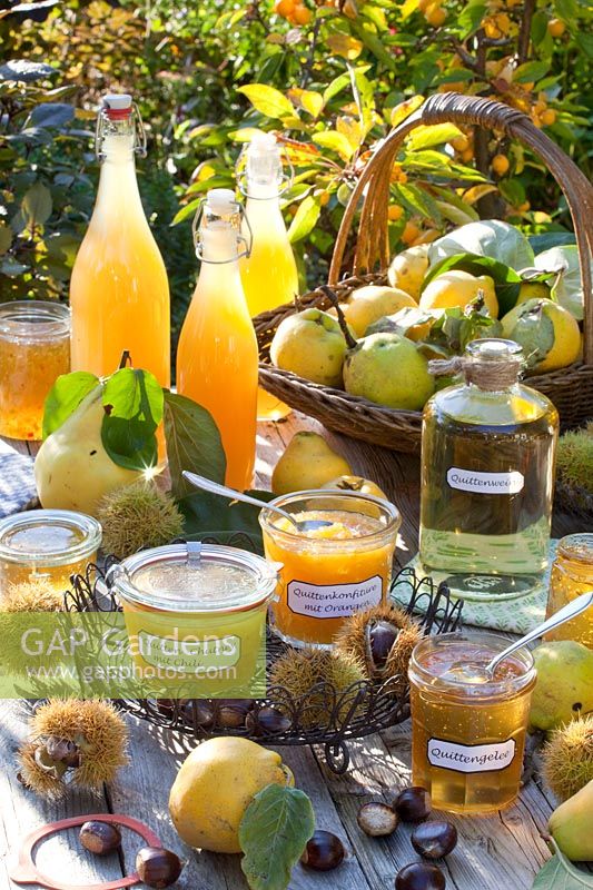 Preserves from quince, Cydonia oblonga 