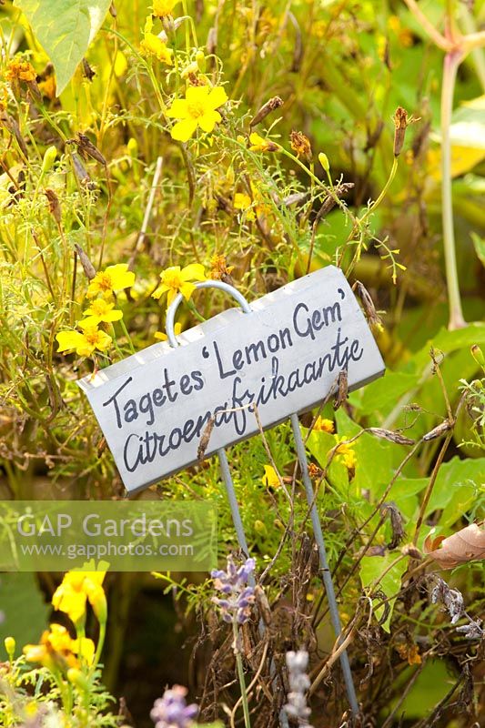Spice marigold in autumn, Tagetes tenuifolia Lemon Gem 