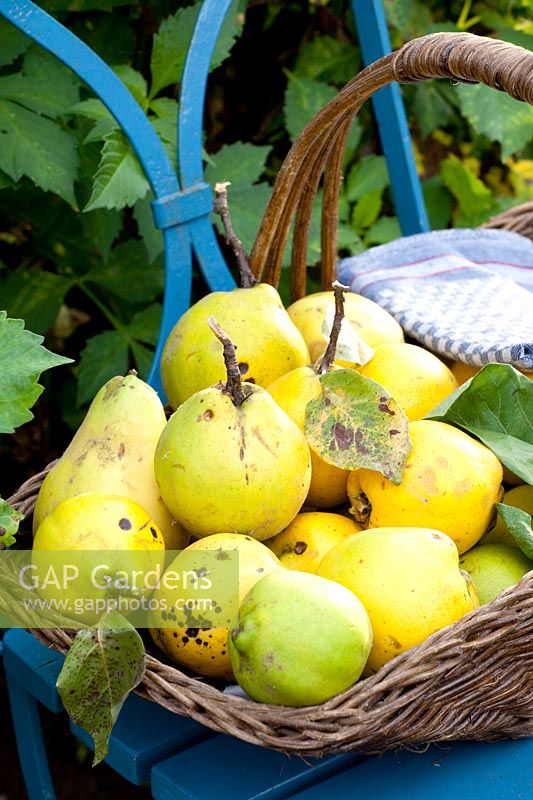 Quinces in a basket on a chair, Cydonia oblonga 