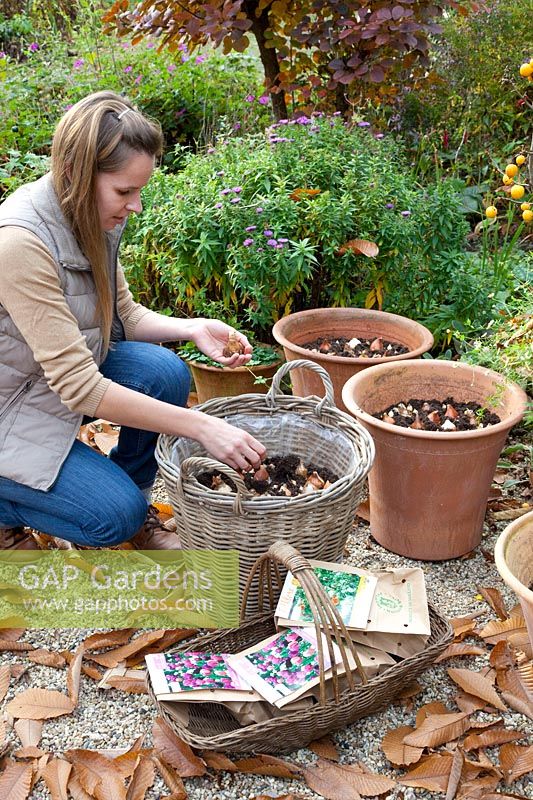 Planting flower bulbs in pots 