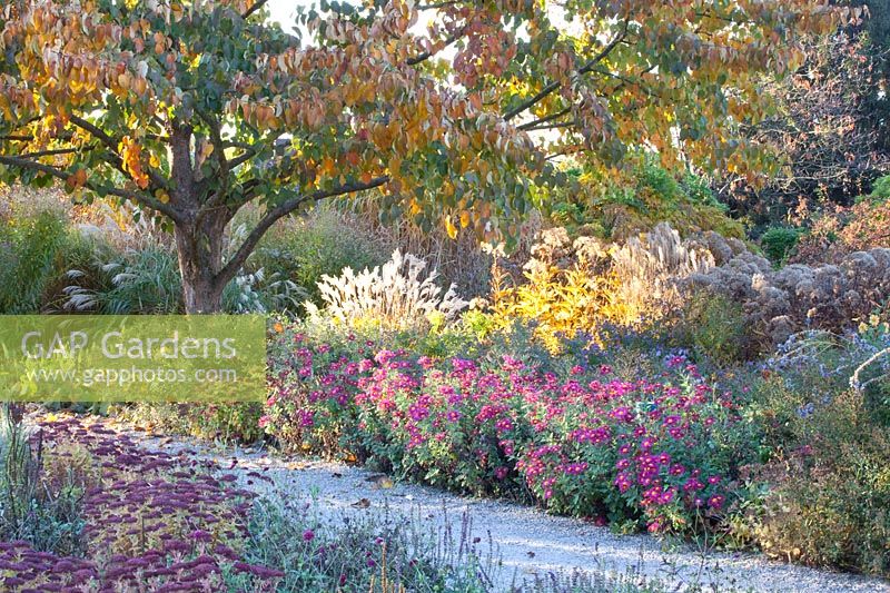 Garden in autumn, Dendranthema grandiflora Oury, Sedum telephium Autumn joy 