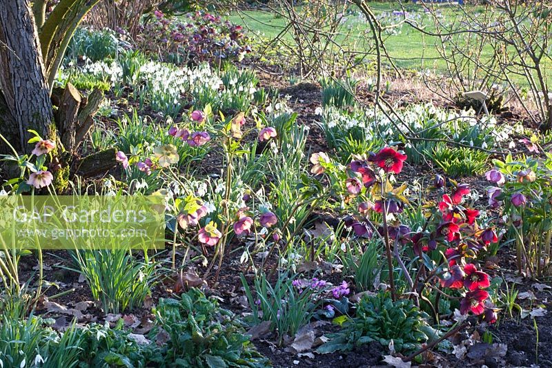 Bed with Lenten roses and snowdrops, Helleborus orientalis, Galanthus John Long 