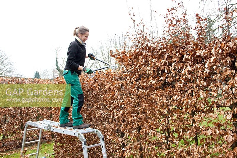 Winter pruning of high beech hedges, Fagus sylvatica 