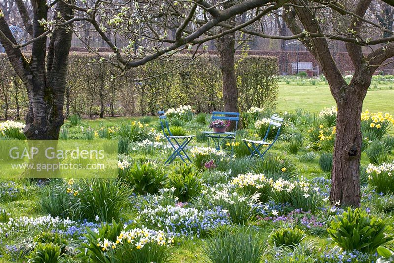 Meadow with bulbous plants and seating area, Narcissus cyclamineus Jack Snipe, Scilla siberica, Puschkinia scilloides libanotica 