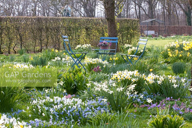 Meadow with bulbous plants and seating area, Narcissus cyclamineus Jack Snipe, Scilla siberica, Puschkinia scilloides libanotica 