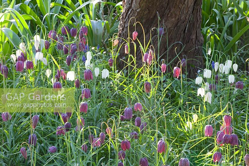 Meadow with lapwing flowers, Fritillaria meleagris 