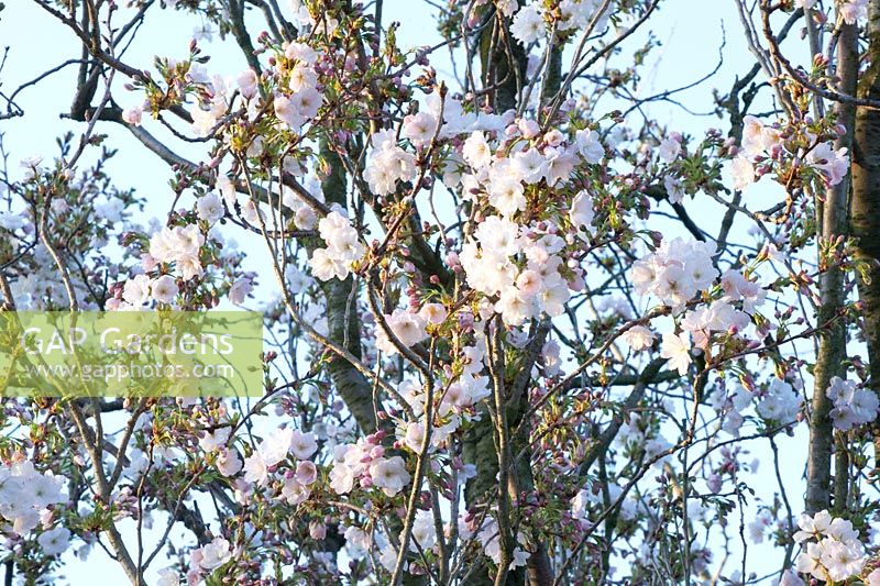 Columnar cherry, Prunus serrulata Amanogawa 