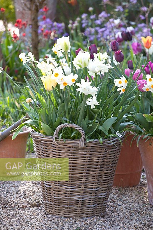 Bulb plants in a basket, Narcissus triandrus Thalia, Narcissus tazetta Geranium, Tulipa Spring Green, Tulipa Ronaldo, Tulipa Passionale 