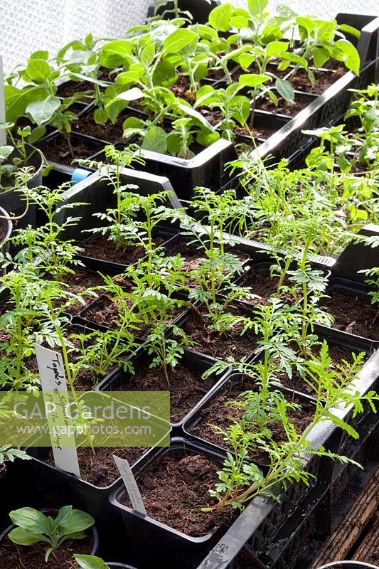Young plants of marigolds in the greenhouse, Tagetes signata 