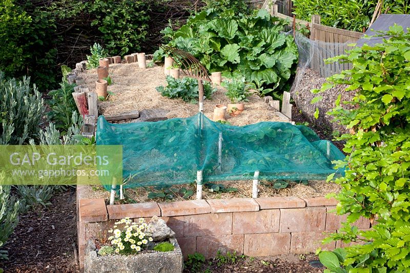 Raised bed with strawberries and hay mulch, Fragaria 