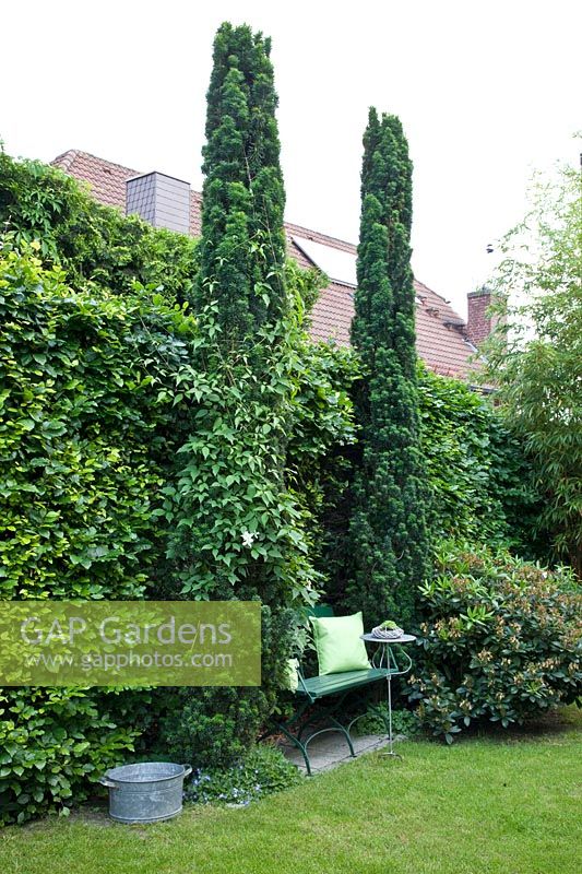 Hedge with yew columns, Taxus 