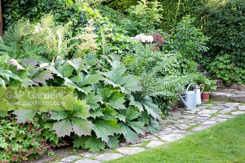Shade bed with show leaf, Rodgersia podophylla 