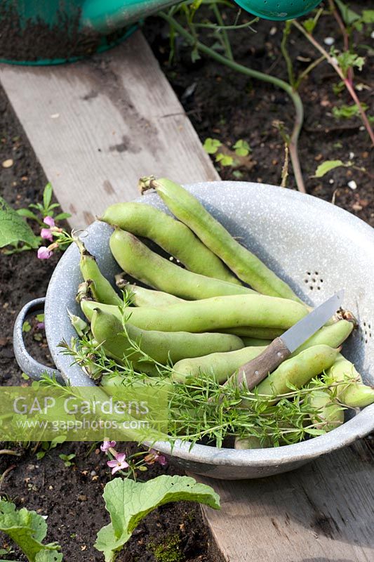 Kitchen sieve with broad beans and savory, Vicia faba, Satureja hortensis 