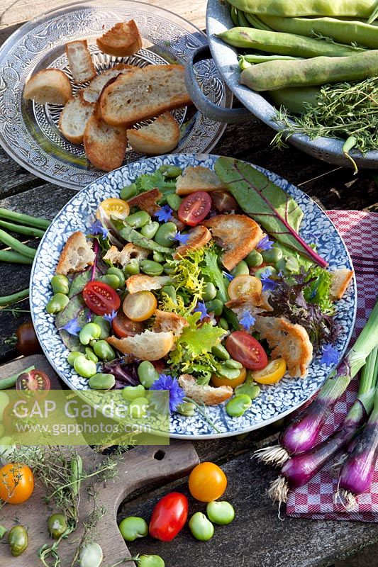 Tuscan bread salad with tomatoes and broad beans, Solanum lycopersicum, Vicia faba 
