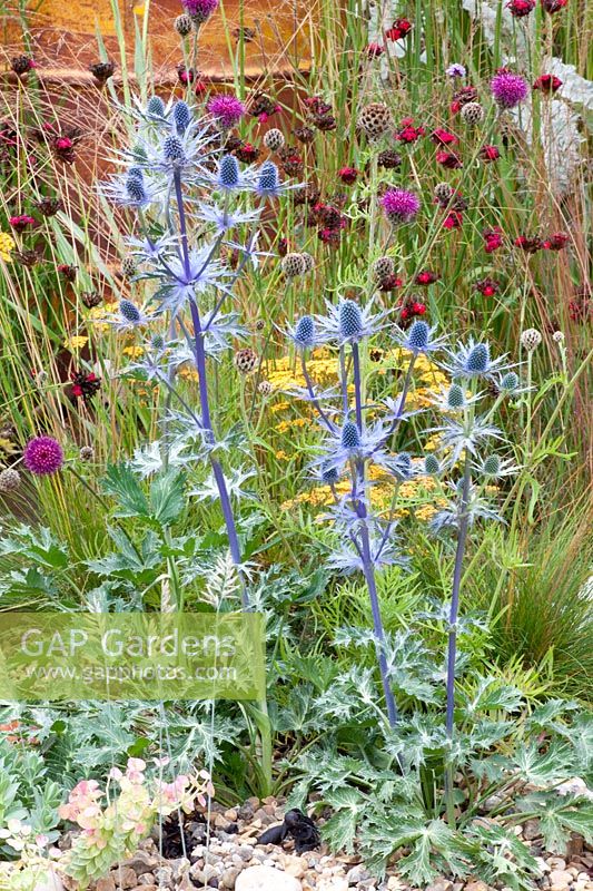 Edeldistel, Eryngium zabelii Big Blue, Dianthus, Cirsium rivulare Trevor's Blue Wonder 